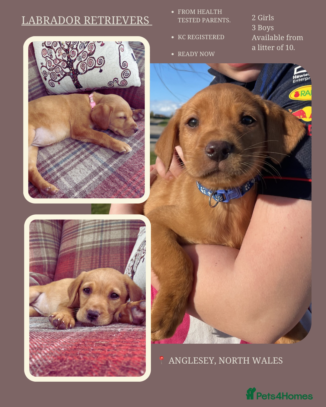 Labrador Retriever dogs KC Reg. Health Tested Parents.  - Advert 8