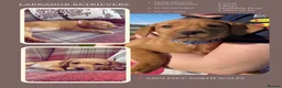 Labrador Retriever dogs for sale: 3 dogs available. KC Reg. Health Tested Parents.  - Advert 7