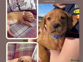 Labrador Retriever dogs KC Reg. Health Tested Parents. - Advert 8