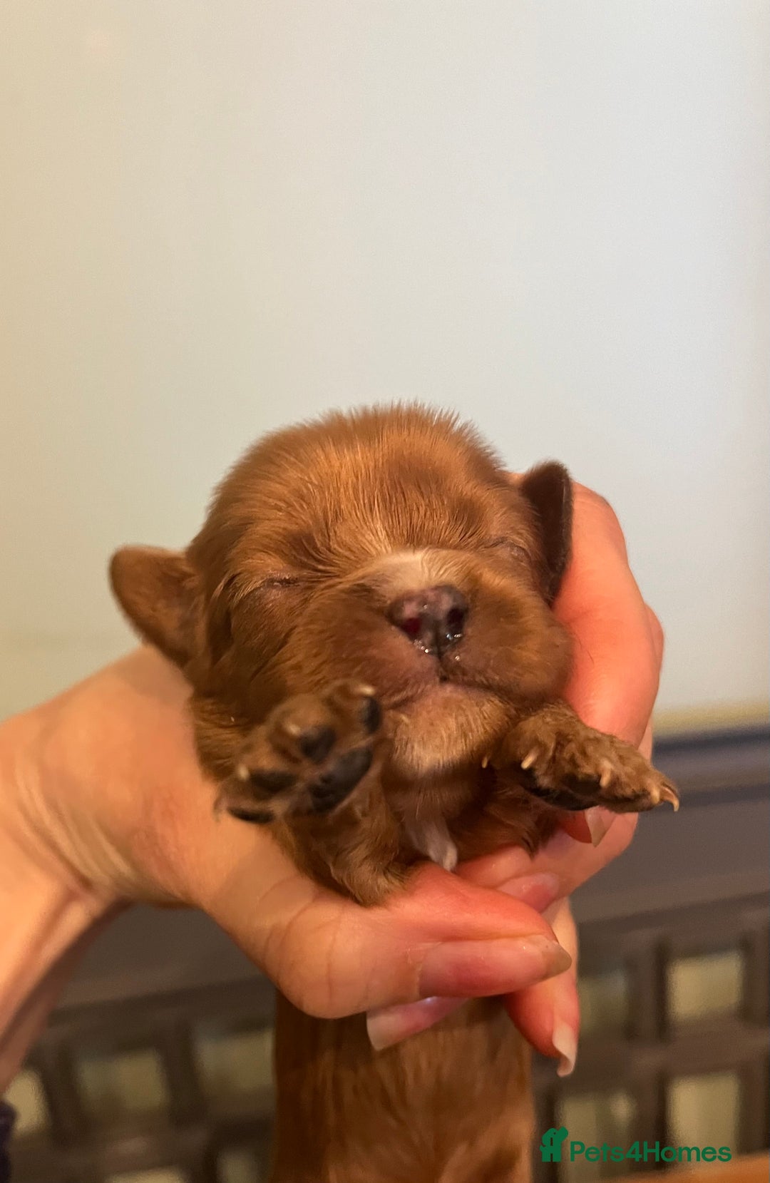 Cavalier King Charles Spaniel dogs for sale: Pure pedigree kc registered ruby cavaliers - Advert 12