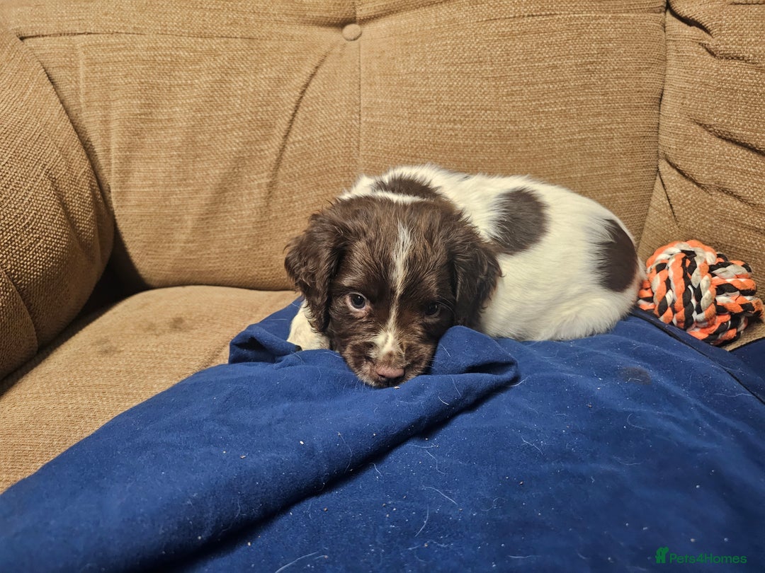 English Springer Spaniel dogs for sale: Working Springer Spaniel Pups L/w - Advert 4