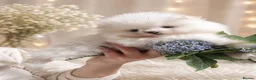 Pomeranian dogs for sale: Pomeranian white girl  - Advert 2
