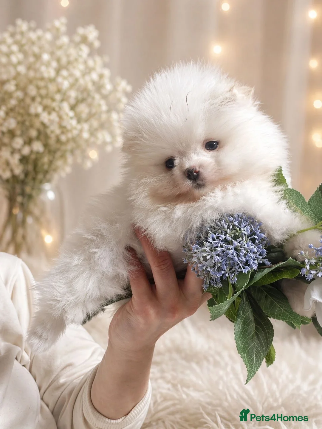Pomeranian dogs for sale: Pomeranian white girl  - Advert 2