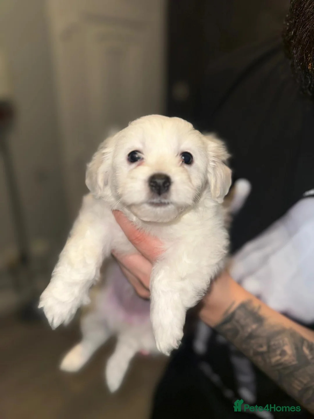 Maltipoo dogs for sale: Maltipoo puppies  - Advert 2