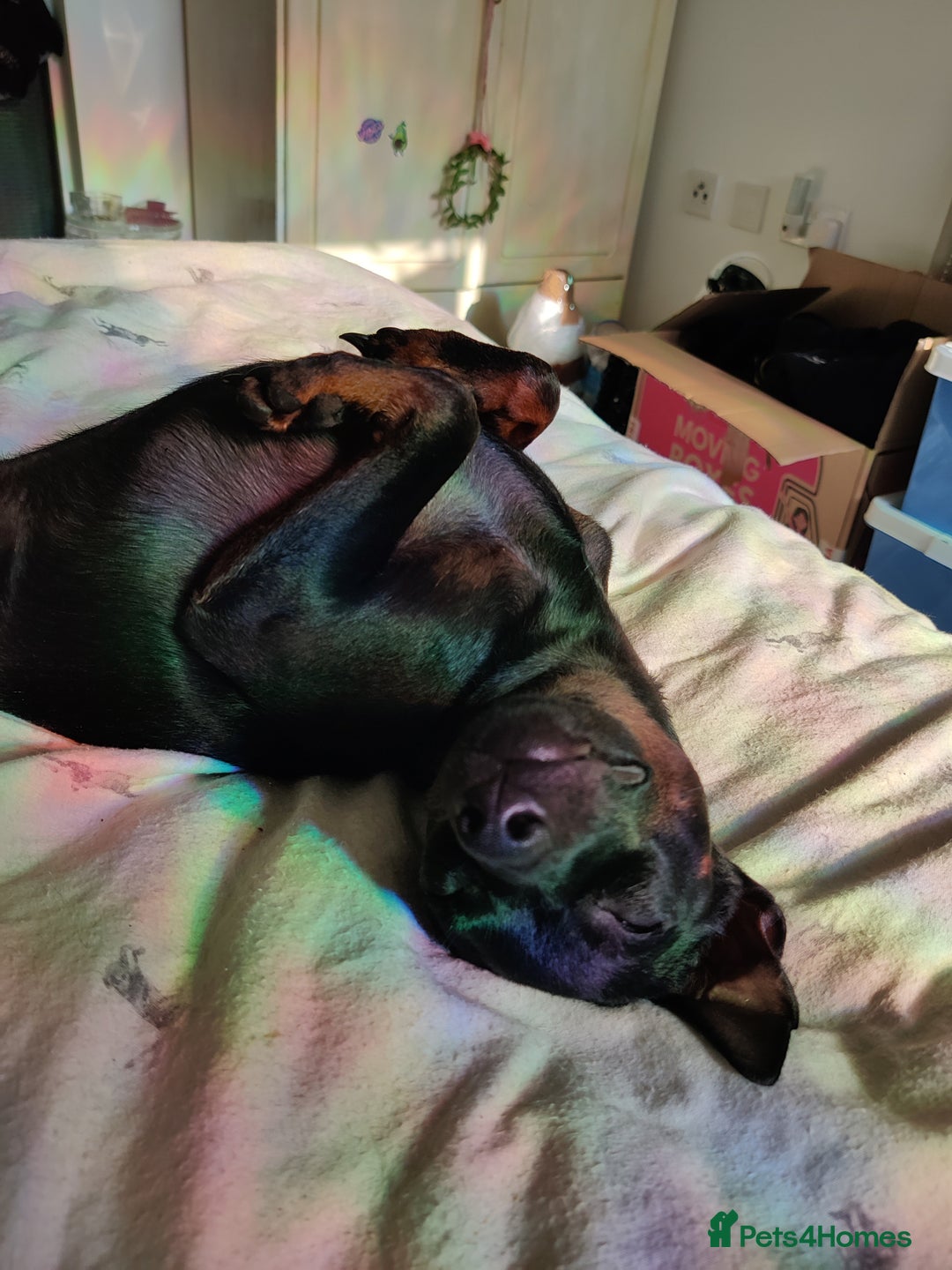 Miniature Pinscher dogs for sale: Miniature pinscher needs new home. Male. 2yrs - Image 4