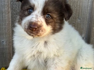 German Shepherd dogs 3 beautiful German shepherd puppies - Advert 1