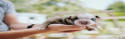 English Bulldog dogs for sale: Outstanding Quality English Bulldog Puppies in Scarborough - Advert 5