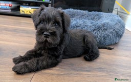 Miniature Schnauzer dogs for sale: Quality Mini Schnauzers - Image 1