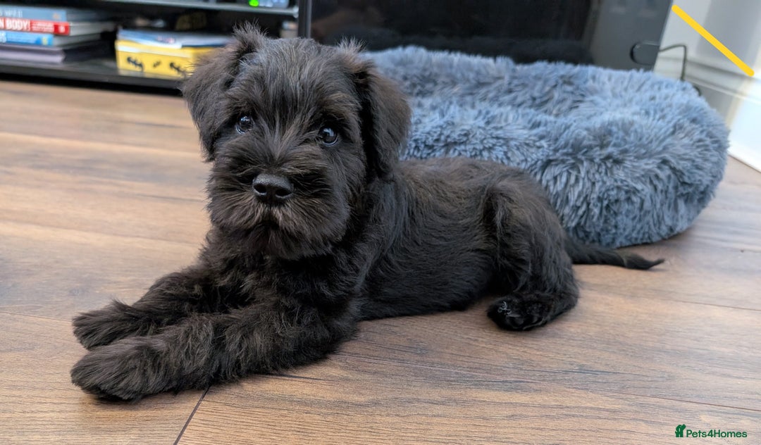 Miniature Schnauzer dogs for sale: Quality Mini Schnauzers - Image 1