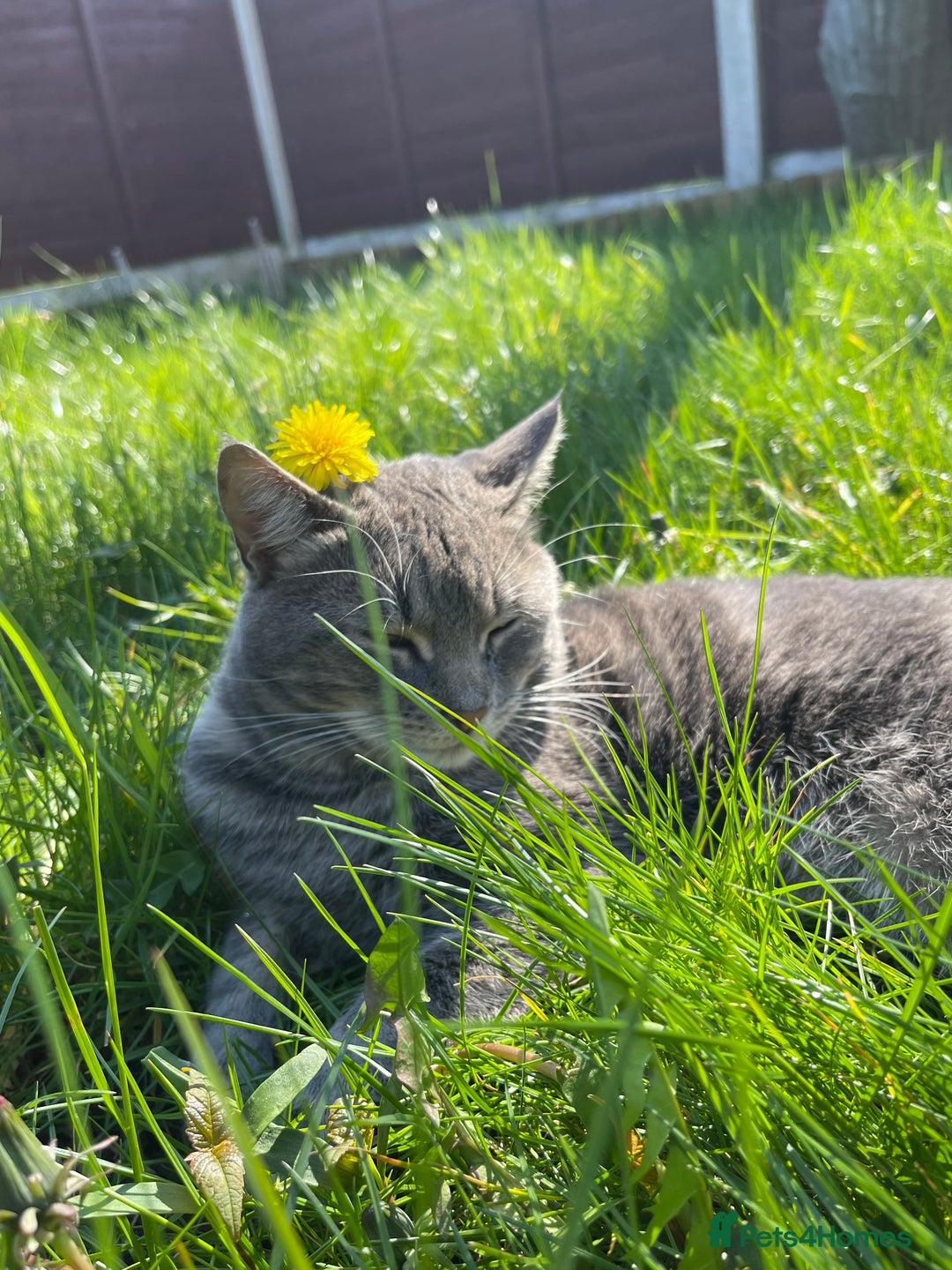 American Shorthair cats for sale: Tabby cat - Advert 1