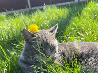 American Shorthair cats Tabby cat - Advert 1