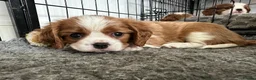 Cavalier King Charles Spaniel dogs for sale: Fully Health Tested Blenheim CKCS Puppies - Advert 23