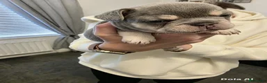French Bulldog 6