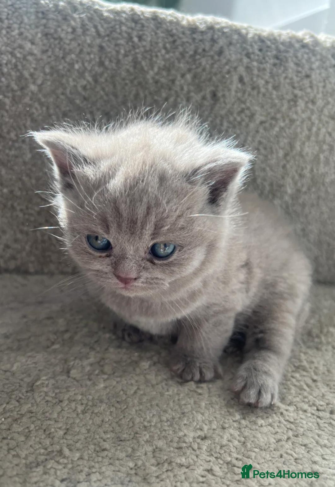 British Shorthair cats for sale: Beautiful British Shorthair Kittens  - Advert 2