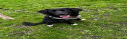 Mixed Breed dogs for sale: Very difficult decision - forever home needed ♥️ - Advert 1