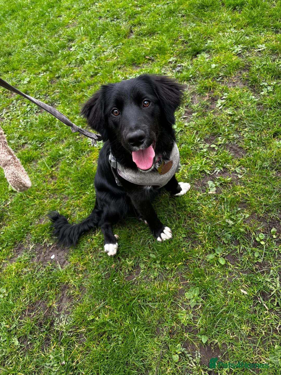 Mixed Breed dogs for sale: Very difficult decision - forever home needed ♥️ - Advert 1
