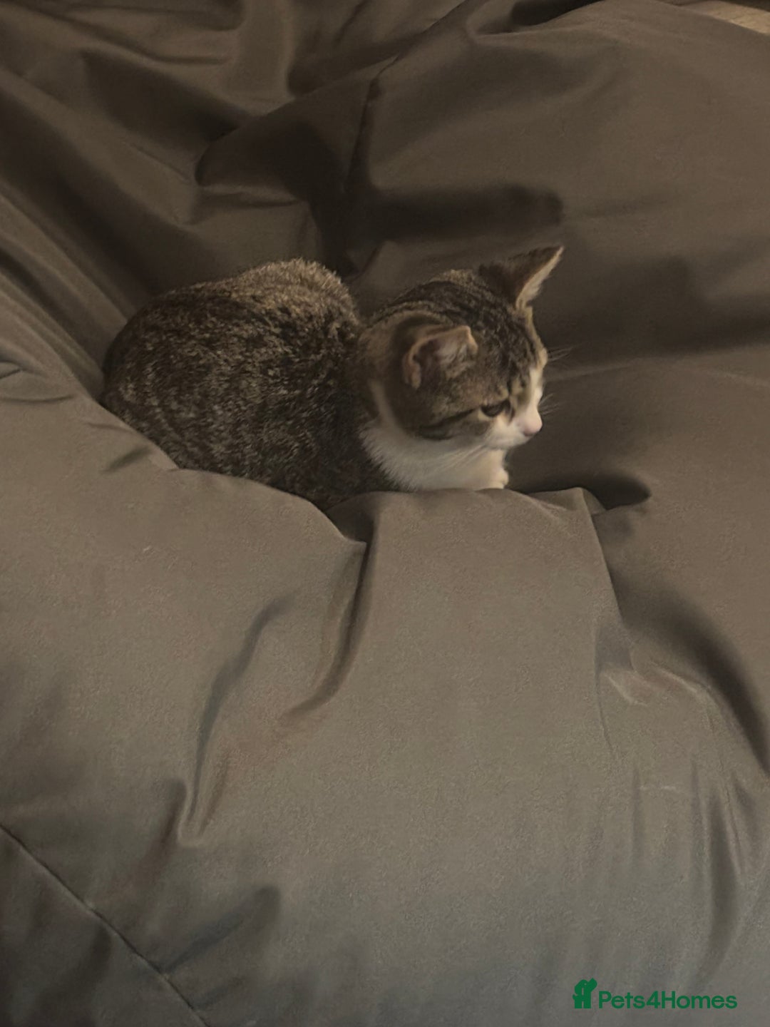 Mixed Breed cats for sale: Mixed bengal and tabby female cat.  - Image 4