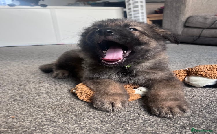 German Shepherd dogs - Advert 4