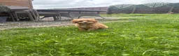 Cavapoo dogs for sale: Puppies ready to leave to their new loving homes - Advert 9