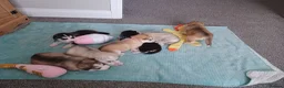 Siberian Husky dogs for sale: 🩵2 beautiful siberian husky boys left🩵 - Advert 1