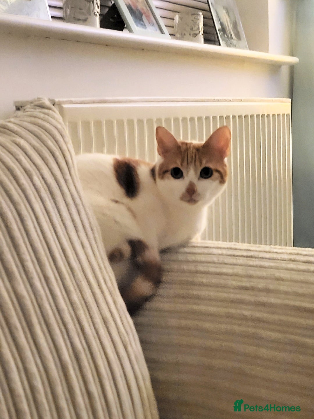 Domestic Shorthair cats for sale: Bella - Advert 4