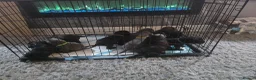Cane Corso dogs for sale: Cane Corso puppies in Bromsgrove - Advert 4