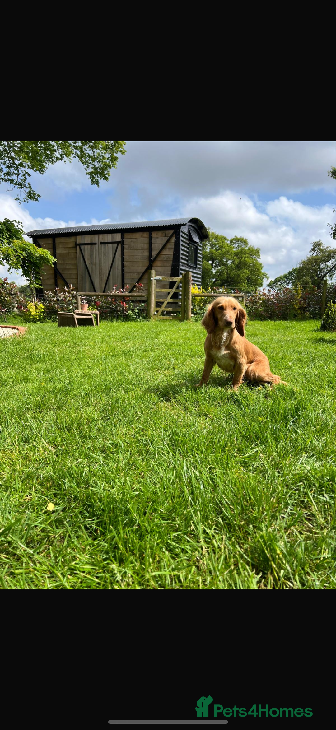 Cocker Spaniel dogs for sale: Quality KC registered FTC Working Cocker Spaniels - Image 7