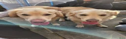 Golden Retriever dogs for sale: Golden retriever puppies - Advert 11