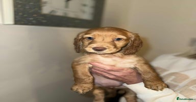 Cocker Spaniel dogs - Advert 5