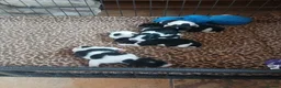 Jack Russell dogs for sale: Gorgeous Jack Russell puppies for sale - Advert 4