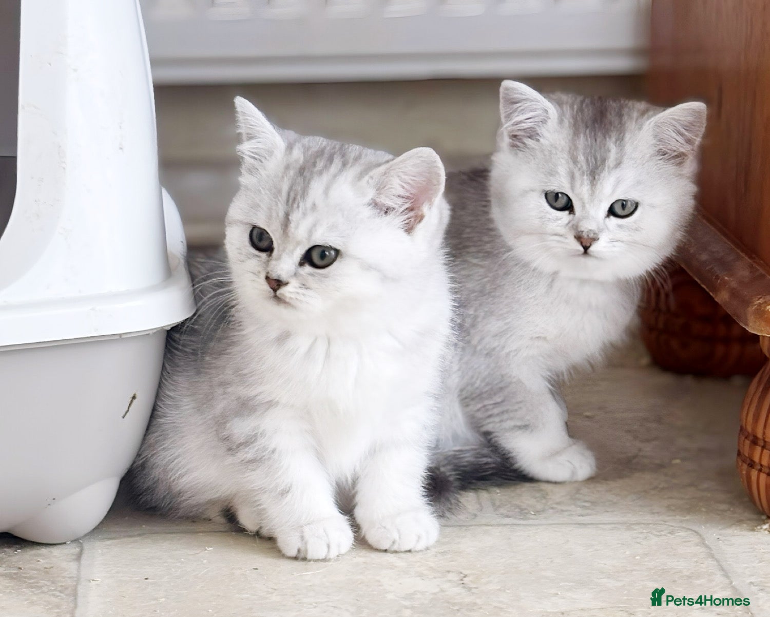 British Shorthair cats BSH Silver Chinchilla GCCF registered 1 boy left - Advert 10