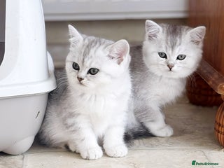 British Shorthair cats BSH silver spotted and chinchilla GSSF registered - Advert 6