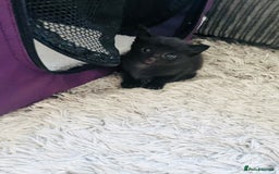 Russian Blue cats for sale: Russian blue mix  - Image 2