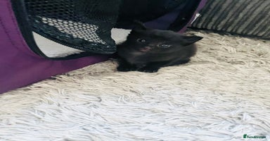 Russian Blue cats - Advert 13