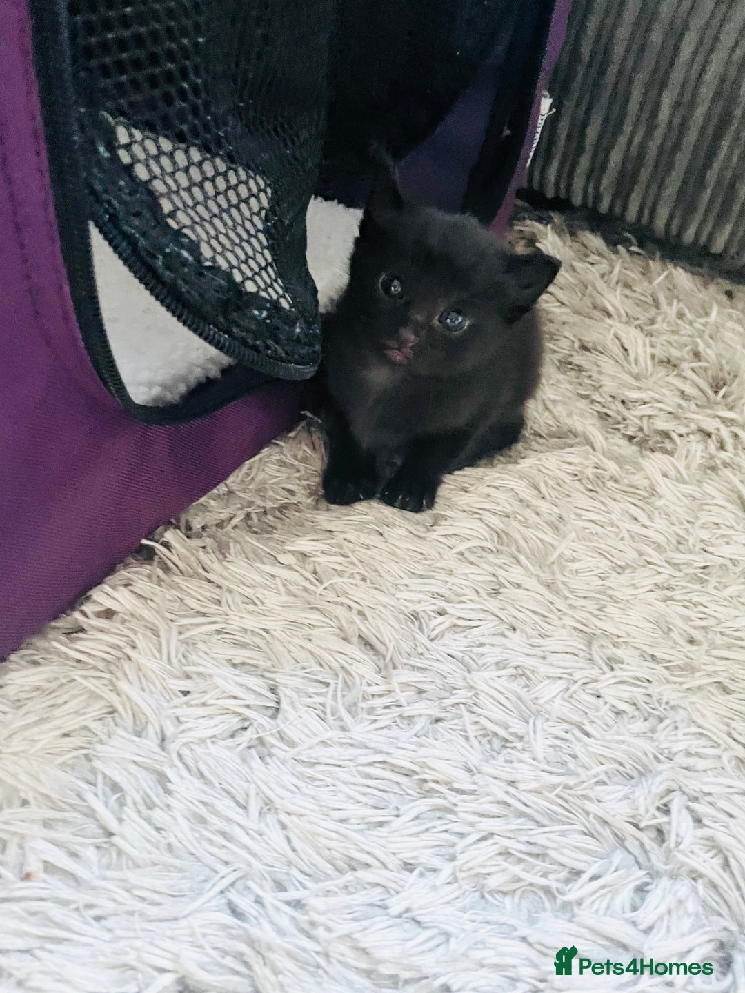 Russian Blue cats for sale: Russian blue mix  - Image 2