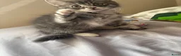 Ragdoll cats for sale: Kitten - Advert 7