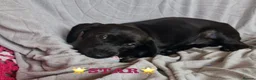 Mixed Breed dogs for adoption: 🌟STAR: Could you be his perfect constellation 🌟 in Maidstone - Advert 1