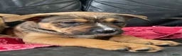 Mixed Breed dogs for sale: German shepherd x Staff litter - super friendly - Advert 26