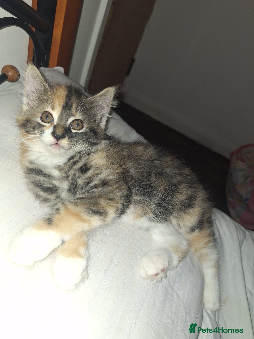 Mixed Breed cats for sale: 6 beautiful kittens soo lovely  - Image 8