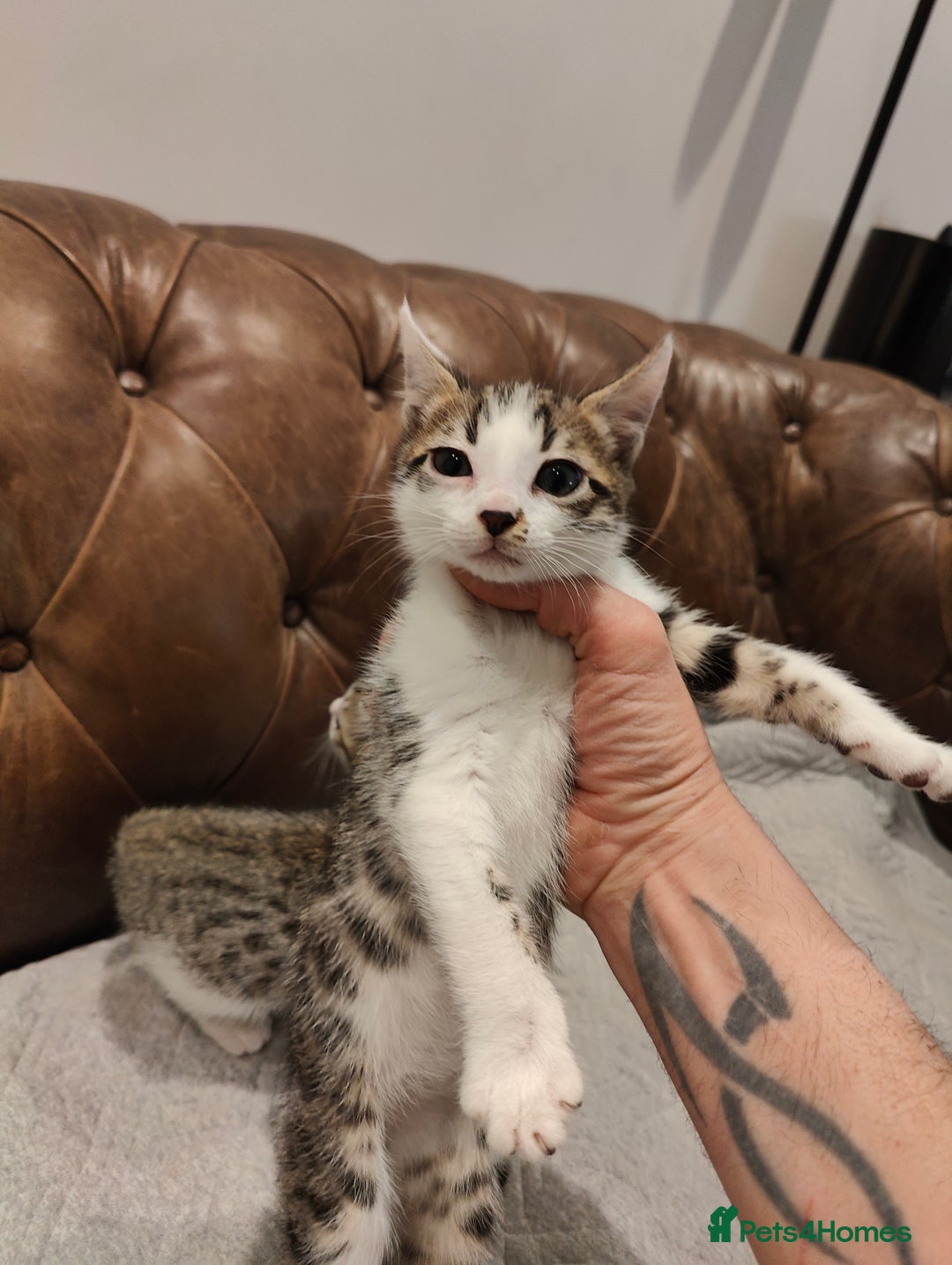 Mixed Breed cats for sale: Letter of three bengal mix boys. 2 available - Advert 4