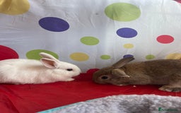 French Lop rabbits for sale: French lop mixed baby rabbits ready to go - Image 27