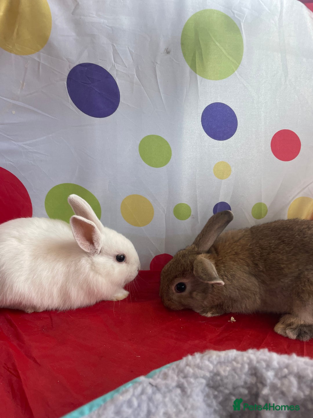 French Lop rabbits for sale: French lop mixed baby rabbits ready to go - Image 27