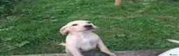 Labrador Retriever dogs for sale: Labrador Pups in Pontypool - Advert 7