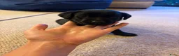 Labrador Retriever dogs for sale: The Loveliest Little Black Lab Boy  - Advert 8