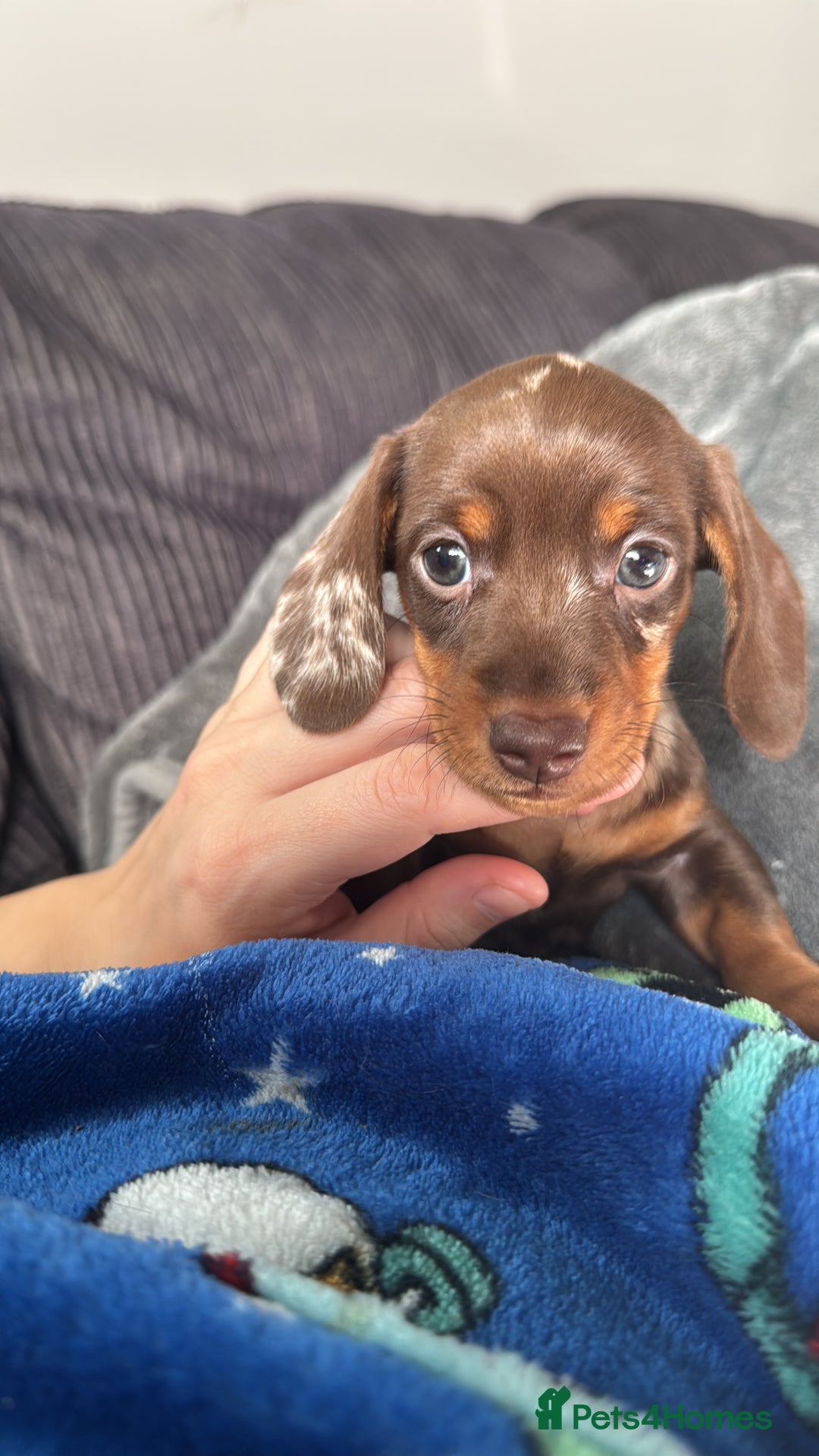 Miniature Dachshund dogs for sale: ‼️ READY NOW‼️ Miniature smooth hair dachshund - Image 8