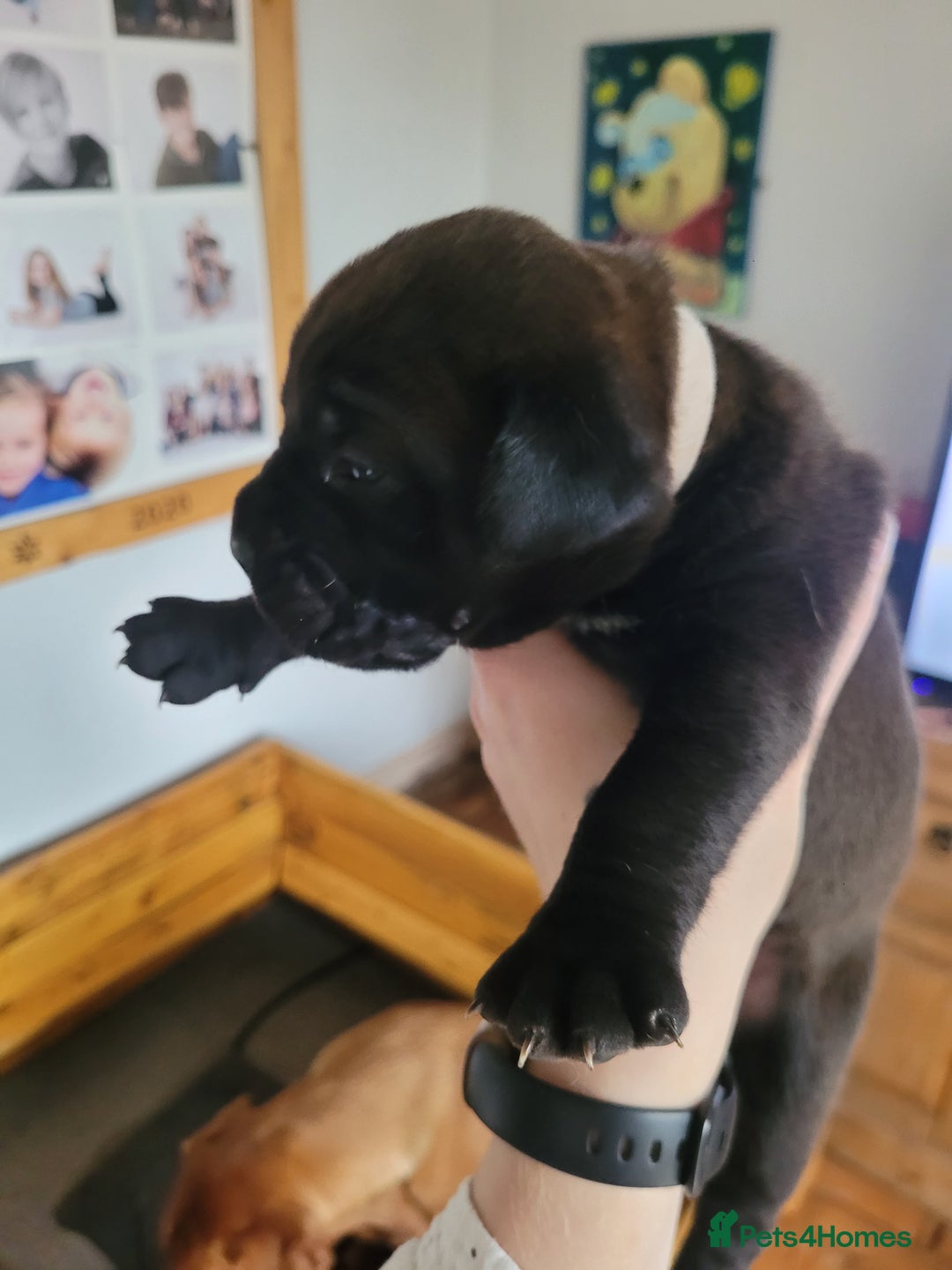 Mixed Breed dogs for sale: Douge de bordeaux x Presa Canerio  - Advert 29