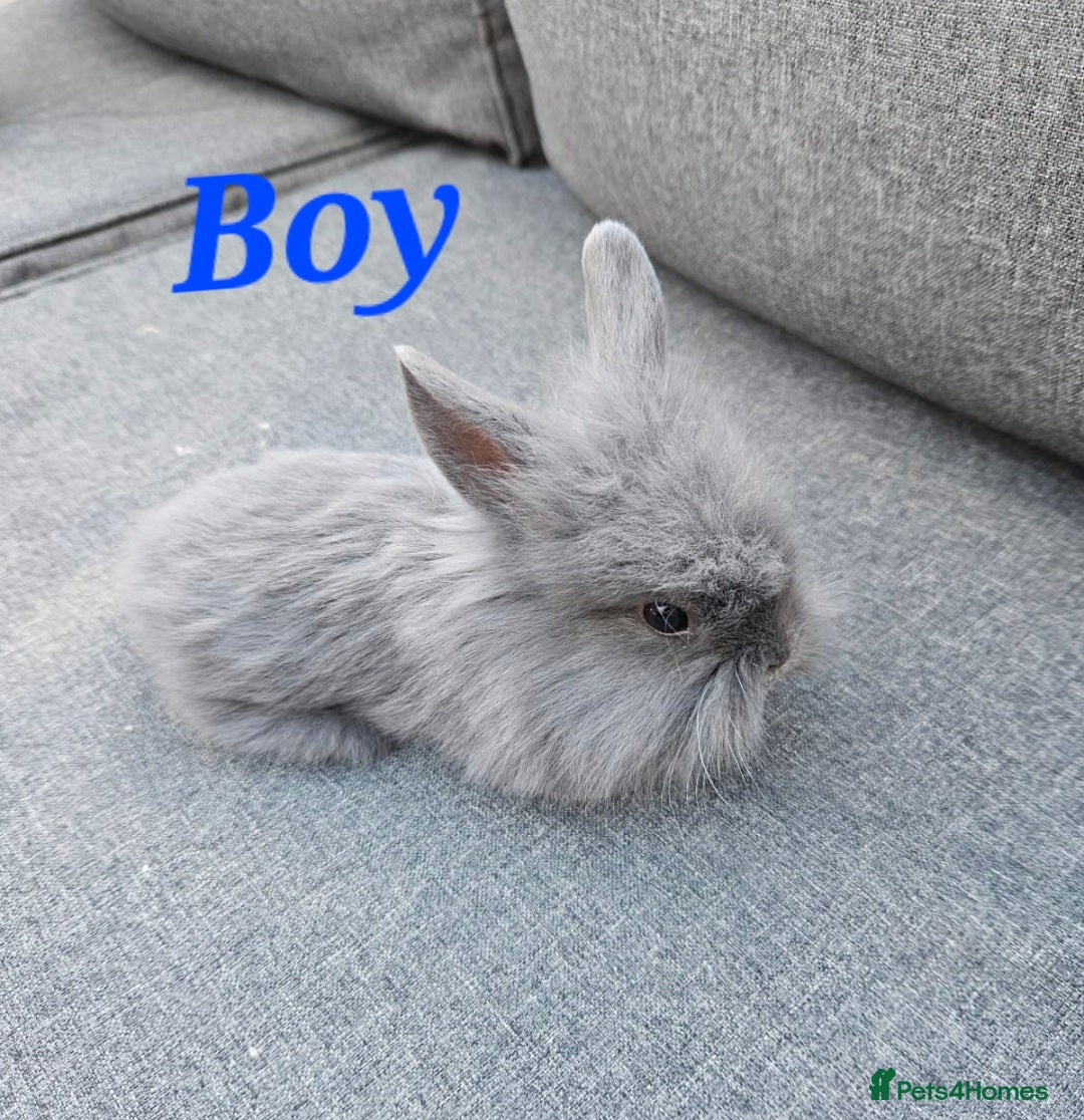 Mini Lion Lop rabbits Mini Lion Lop Kits Ready To Leave On Saturday - Advert 1