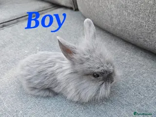 Mini Lion Lop rabbits Mini Lion Lop Kits Ready To Leave On Saturday - Advert 2