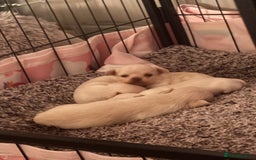 Chihuahua dogs for sale: Double chocolate platinum baby’s  - Image 32