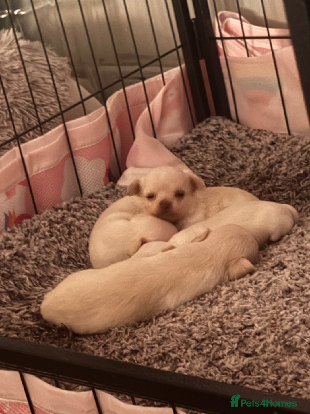 Chihuahua dogs for sale: Double chocolate platinum baby’s  - Image 32